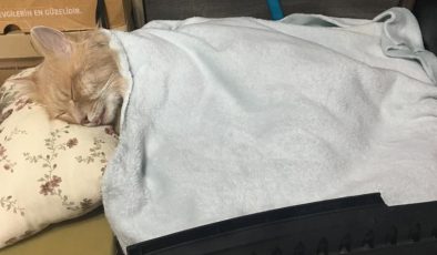 Havalı tüfekle mahalledeki kedileri öldüren cani tutuklandı