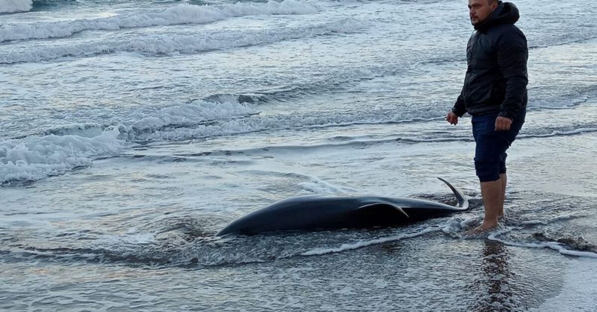 Sakarya’da 2 metrelik yunus balığı sahile vurdu