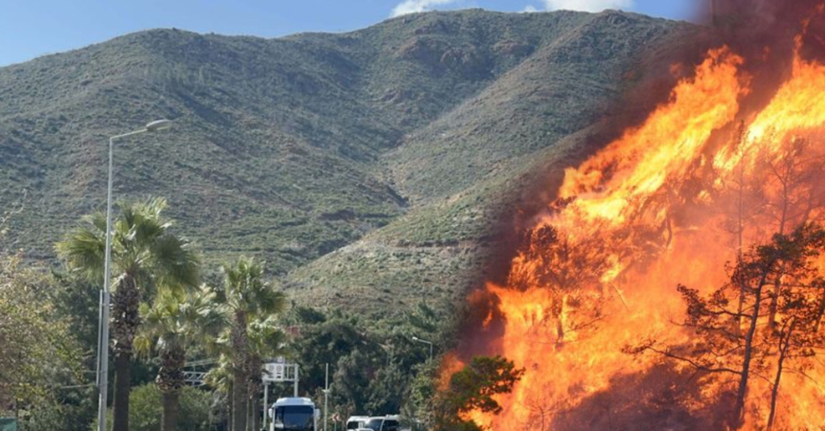 Felaketin yaşandığı Marmaris’te doğa yeniden canlandı : Fidanlar boy verdi