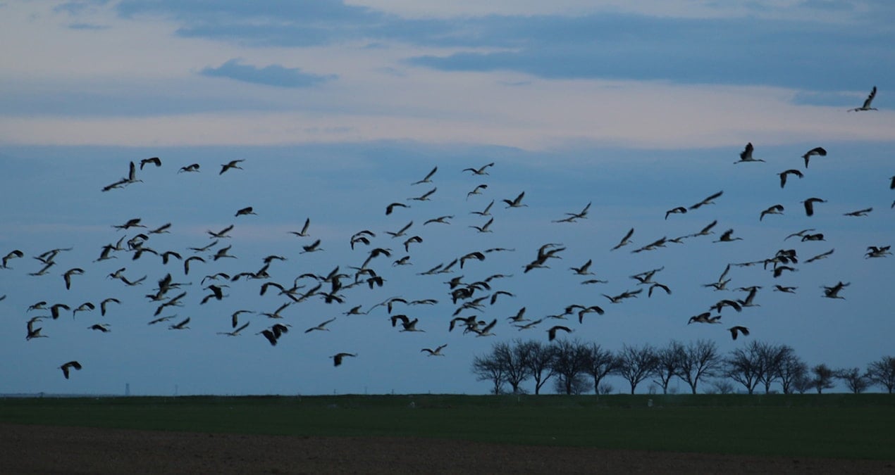 Baharın müjdeleyicisi leylekler, Tuz Gölü’nü mesken tuttu