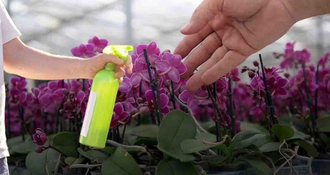 Orkideler tüm yıl çiçek açacak: Deneyimli çiçekçilerin süt sırrı ifşa oldu